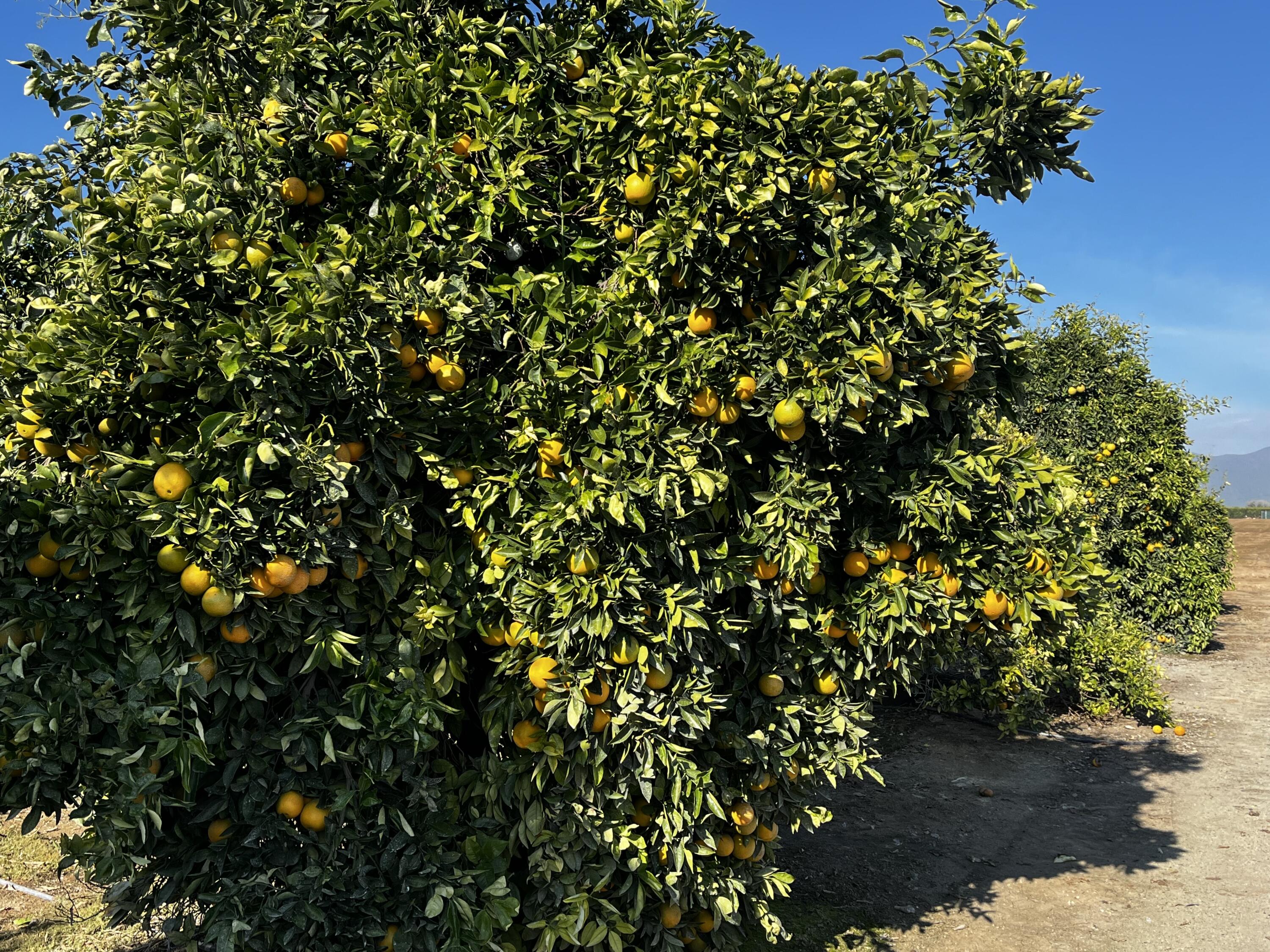 0 W Cajon Ave, Visalia, CA 93292