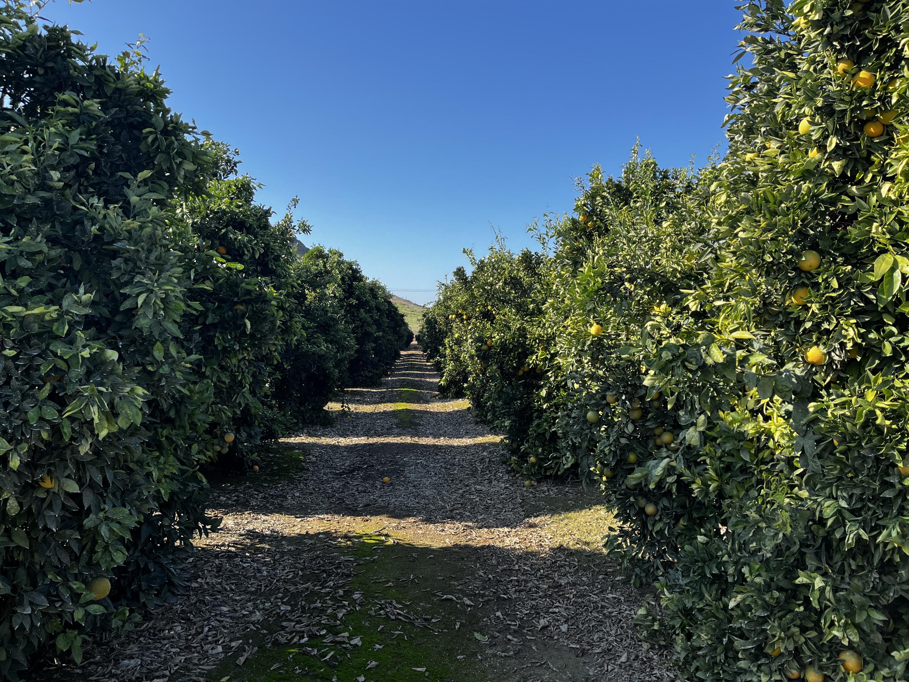 0 W Cajon Ave, Visalia, CA 93292